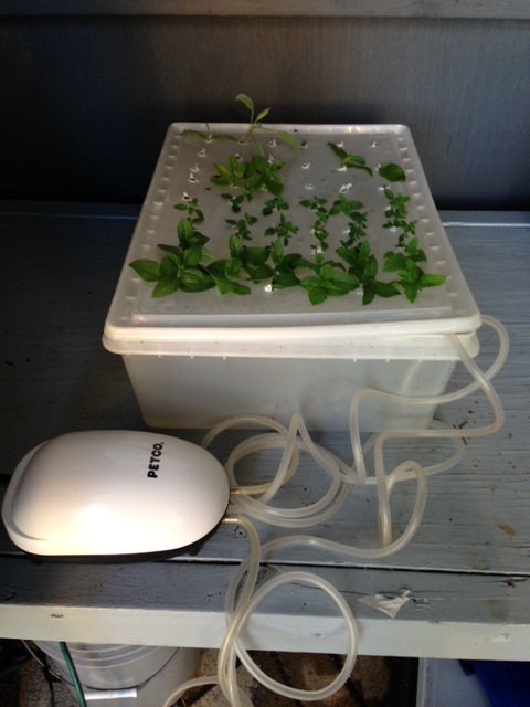 Herb fish tank sale